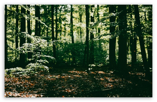 Sunlight in the Forest UltraHD Wallpaper for UHD 16:9 ; HD 16:9 ; UltraWide 21:9 24:10 ; Widescreen 16:10 5:3 ; Fullscreen 4:3 5:4 3:2 ; Tablet 1:1 ; Mobile 9:16 9:19.5 9:20 9:21 9:22 10:16 2:3 3:5 3:4 ;