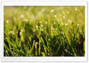 Sunlight In The Grass Ultra HD Wallpaper for 4K UHD Widescreen desktop, tablet & smartphone