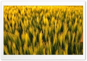 Sunlight over Green Wheat Field 4K UHD Wallpaper for Widescreen and UltraWide Desktop, UltraHD TV, Smartphone, Tablet