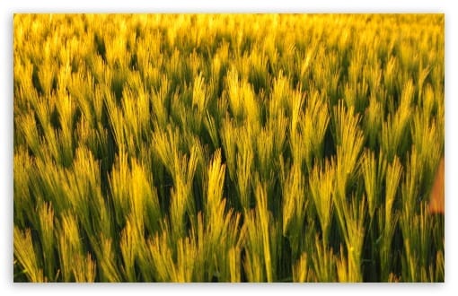 Sunlight over Green Wheat Field UltraHD Wallpaper for UHD 16:9 ; HD 16:9 ; UltraWide 21:9 24:10 32:9 32:10 ; Widescreen 16:10 ; Tablet 1:1 ; Mobile 9:16 9:19.5 9:20 ; Dual 16:10 16:9 ;