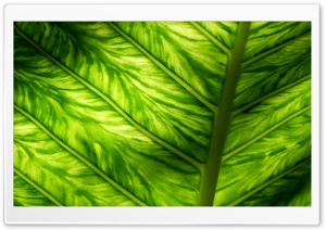 Sunlight Through Leaf Macro Ultra HD Wallpaper for 4K UHD Widescreen desktop, tablet & smartphone