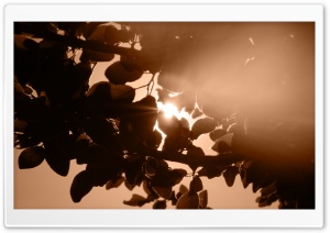 Sunlight Through Leaves Ultra HD Wallpaper for 4K UHD Widescreen desktop, tablet & smartphone