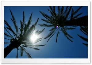 Sunlight Through Palm Trees Ultra HD Wallpaper for 4K UHD Widescreen desktop, tablet & smartphone