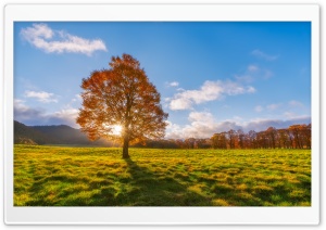 Sunlight Through Tree Ultra HD Wallpaper for 4K UHD Widescreen desktop, tablet & smartphone