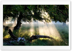 Sunlight Through Tree Ultra HD Wallpaper for 4K UHD Widescreen desktop, tablet & smartphone