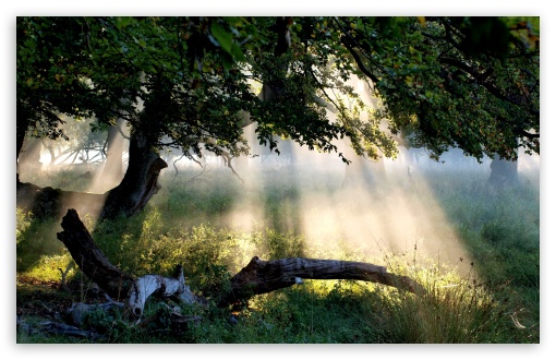 Sunlight Through Tree UltraHD Wallpaper for 8K UHD TV 16:9 Ultra High Definition 2160p 1440p 1080p 900p 720p ; Widescreen 16:10 5:3 WHXGA WQXGA WUXGA WXGA WGA ; Fullscreen 4:3 5:4 3:2 UXGA XGA SVGA QSXGA SXGA DVGA HVGA HQVGA ( Apple PowerBook G4 iPhone 4 3G 3GS iPod Touch ) ; Tablet 1:1 ; Mobile 3:5 3:4 - ;