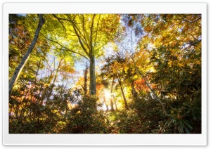Sunlight Through Trees Ultra HD Wallpaper for 4K UHD Widescreen desktop, tablet & smartphone