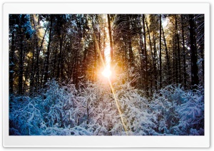 Sunlight Through Trees, Winter Ultra HD Wallpaper for 4K UHD Widescreen desktop, tablet & smartphone