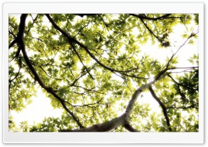 Sunlight Thru Large Tree Ultra HD Wallpaper for 4K UHD Widescreen desktop, tablet & smartphone
