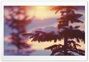 Sunlighted Fir Tree, Winter Ultra HD Wallpaper for 4K UHD Widescreen desktop, tablet & smartphone