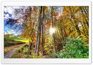 Sunlighted Forest HDR Ultra HD Wallpaper for 4K UHD Widescreen desktop, tablet & smartphone