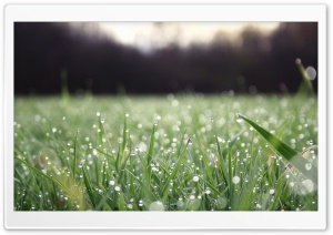 Sunlighted Grass Ultra HD Wallpaper for 4K UHD Widescreen desktop, tablet & smartphone