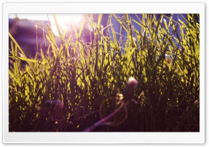 Sunlighted Grass Ultra HD Wallpaper for 4K UHD Widescreen desktop, tablet & smartphone