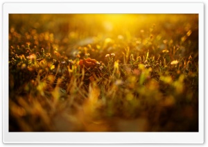 Sunlighted Grass, Summer Ultra HD Wallpaper for 4K UHD Widescreen desktop, tablet & smartphone