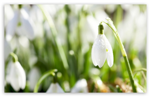 Sunlighted Snowdrop UltraHD Wallpaper for Wide 16:10 5:3 Widescreen WHXGA WQXGA WUXGA WXGA WGA ; 8K UHD TV 16:9 Ultra High Definition 2160p 1440p 1080p 900p 720p ; UHD 16:9 2160p 1440p 1080p 900p 720p ; Standard 4:3 5:4 3:2 Fullscreen UXGA XGA SVGA QSXGA SXGA DVGA HVGA HQVGA ( Apple PowerBook G4 iPhone 4 3G 3GS iPod Touch ) ; Tablet 1:1 ; iPad 1/2/Mini ; Mobile 4:3 5:3 3:2 16:9 5:4 - UXGA XGA SVGA WGA DVGA HVGA HQVGA ( Apple PowerBook G4 iPhone 4 3G 3GS iPod Touch ) 2160p 1440p 1080p 900p 720p QSXGA SXGA ;