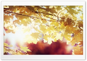 Sunlighted Yellow Maple Leaves Ultra HD Wallpaper for 4K UHD Widescreen desktop, tablet & smartphone