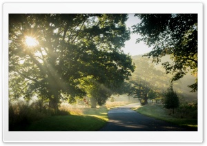Sunlit Road Through the Trees 4K UHD Wallpaper for Widescreen and UltraWide Desktop, UltraHD TV, Smartphone, Tablet