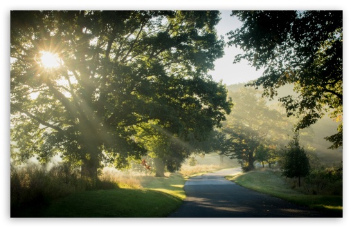 Sunlit Road Through the Trees UltraHD Wallpaper for UHD 16:9 ; HD 16:9 ; UltraWide 21:9 24:10 ; Widescreen 16:10 5:3 ; Fullscreen 4:3 5:4 3:2 ; Tablet 1:1 ;
