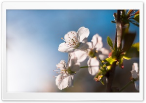 Sunny Cherry Blossom Ultra HD Wallpaper for 4K UHD Widescreen desktop, tablet & smartphone