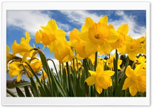 Sunny Daffodils Ultra HD Wallpaper for 4K UHD Widescreen desktop, tablet & smartphone