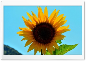 Sunny Flower Ultra HD Wallpaper for 4K UHD Widescreen desktop, tablet & smartphone