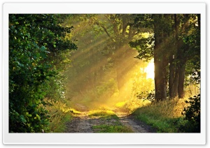 Sunny Morning, Forest Path Ultra HD Wallpaper for 4K UHD Widescreen desktop, tablet & smartphone