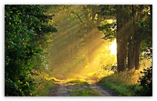 Download Sunny Morning, Forest Path UltraHD Wallpaper - Wallpapers Printed