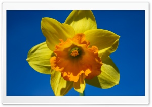Sunny Spring Ultra HD Wallpaper for 4K UHD Widescreen desktop, tablet & smartphone