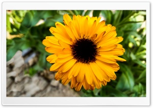 Sunny Sunflower Ultra HD Wallpaper for 4K UHD Widescreen desktop, tablet & smartphone