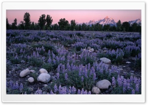 Sunrise Glow On A Field Of Lupine And The Teton Range Wyoming Ultra HD Wallpaper for 4K UHD Widescreen desktop, tablet & smartphone