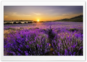 Sunrise In The Field Of Lavenders Ultra HD Wallpaper for 4K UHD Widescreen desktop, tablet & smartphone