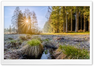 Sunrise, Sun Rays Morning, Forest, Trees Ultra HD Wallpaper for 4K UHD Widescreen desktop, tablet & smartphone
