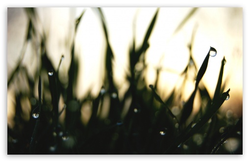 Sunrise Through The Grass UltraHD Wallpaper for HD 16:9 ; Widescreen 16:10 5:3 ; Fullscreen 3:2 ;