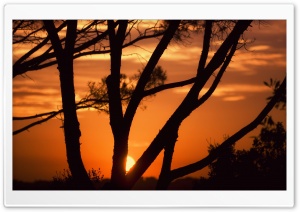 Sunset Behind Tree Branches Ultra HD Wallpaper for 4K UHD Widescreen desktop, tablet & smartphone
