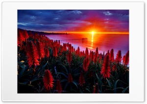 Sunset, Flowers Ultra HD Wallpaper for 4K UHD Widescreen Desktop, Lockscreen, Screensaver, TV, Tablet, Smartphone