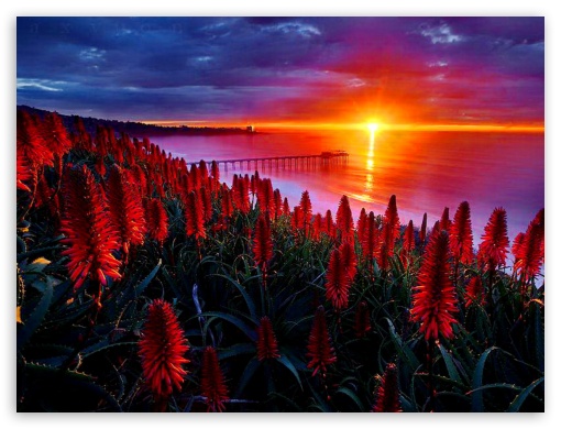 Sunset, Flowers UltraHD Wallpaper for Fullscreen 4:3 ;