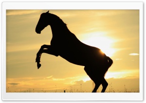 Sunset Horse Ultra HD Wallpaper for 4K UHD Widescreen desktop, tablet & smartphone