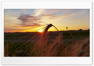 Sunset In The Corn Field Ultra HD Wallpaper for 4K UHD Widescreen Desktop, Lockscreen, Screensaver, TV, Tablet, Smartphone