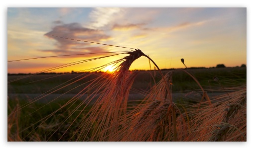 Sunset In The Corn Field UltraHD Wallpaper for UHD 16:9 ; HD 16:9 ;