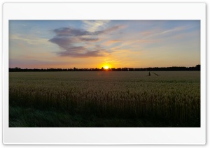 Sunset In The Corn Field Ultra HD Wallpaper for 4K UHD Widescreen Desktop, Lockscreen, Screensaver, TV, Tablet, Smartphone