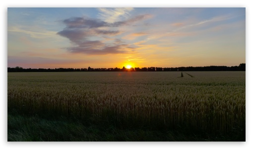 Sunset In The Corn Field UltraHD Wallpaper for UHD 16:9 ; HD 16:9 ;