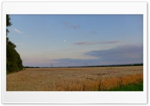 Sunset In The Corn Field Ultra HD Wallpaper for 4K UHD Widescreen Desktop, Lockscreen, Screensaver, TV, Tablet, Smartphone