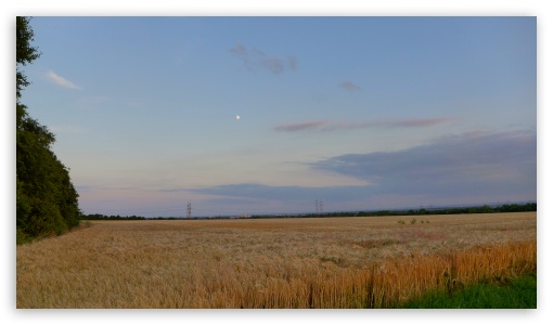 Sunset In The Corn Field UltraHD Wallpaper for UHD 16:9 ; HD 16:9 ;