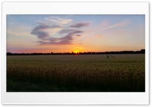 Sunset In The Corn Field Ultra HD Wallpaper for 4K UHD Widescreen Desktop, Lockscreen, Screensaver, TV, Tablet, Smartphone