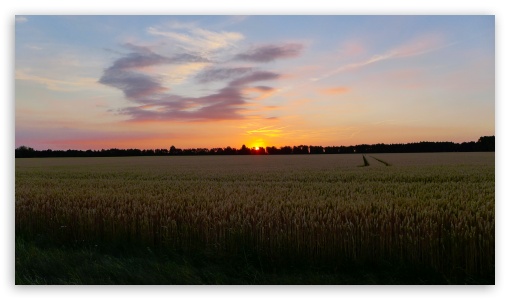 Sunset In The Corn Field UltraHD Wallpaper for UHD 16:9 ; HD 16:9 ;