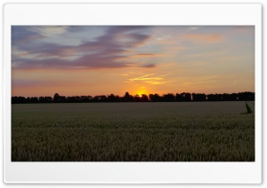 Sunset In The Corn Field Ultra HD Wallpaper for 4K UHD Widescreen Desktop, Lockscreen, Screensaver, TV, Tablet, Smartphone