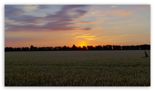 Sunset In The Corn Field UltraHD Wallpaper for UHD 16:9 ; HD 16:9 ;