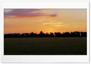 Sunset In The Corn Field Ultra HD Wallpaper for 4K UHD Widescreen Desktop, Lockscreen, Screensaver, TV, Tablet, Smartphone