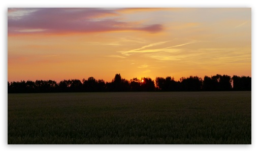 Sunset In The Corn Field UltraHD Wallpaper for UHD 16:9 ; HD 16:9 ;