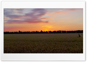 Sunset In The Corn Field Ultra HD Wallpaper for 4K UHD Widescreen Desktop, Lockscreen, Screensaver, TV, Tablet, Smartphone